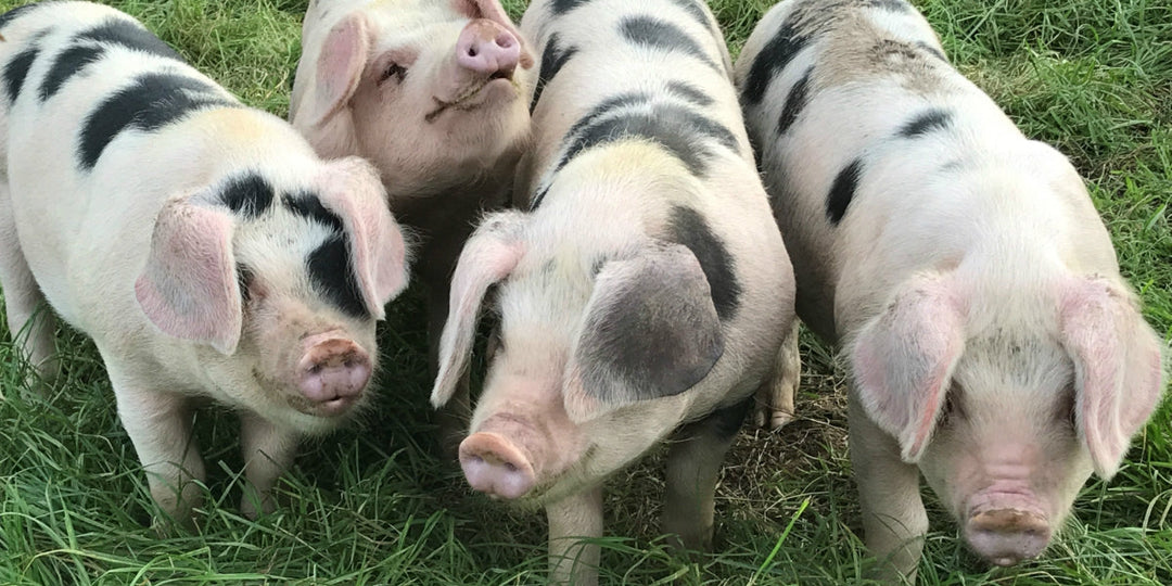 What Is Gloucester Old Spot Pork? A Complete Buyer's Guide