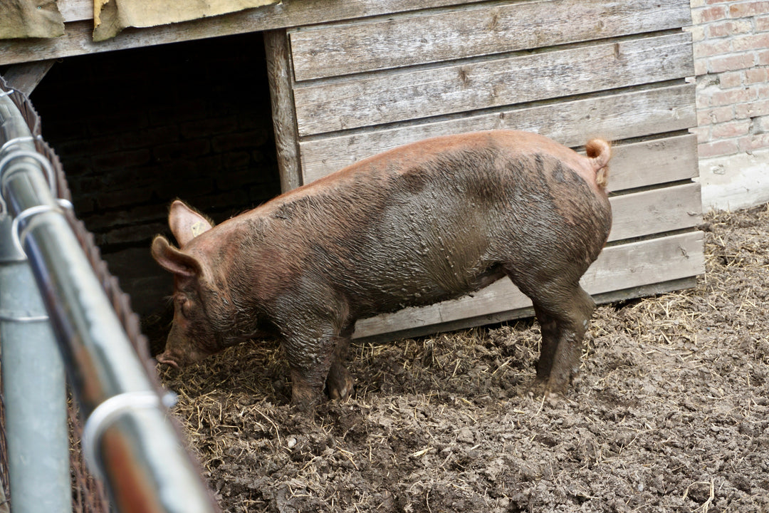 Outdoor-bred vs free-range pork: what the labels really mean (and why it matters for flavour)