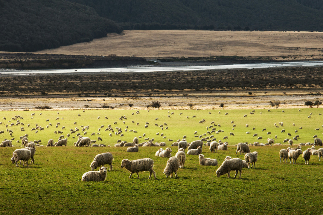 What Makes Salt Marsh Lamb So Special?