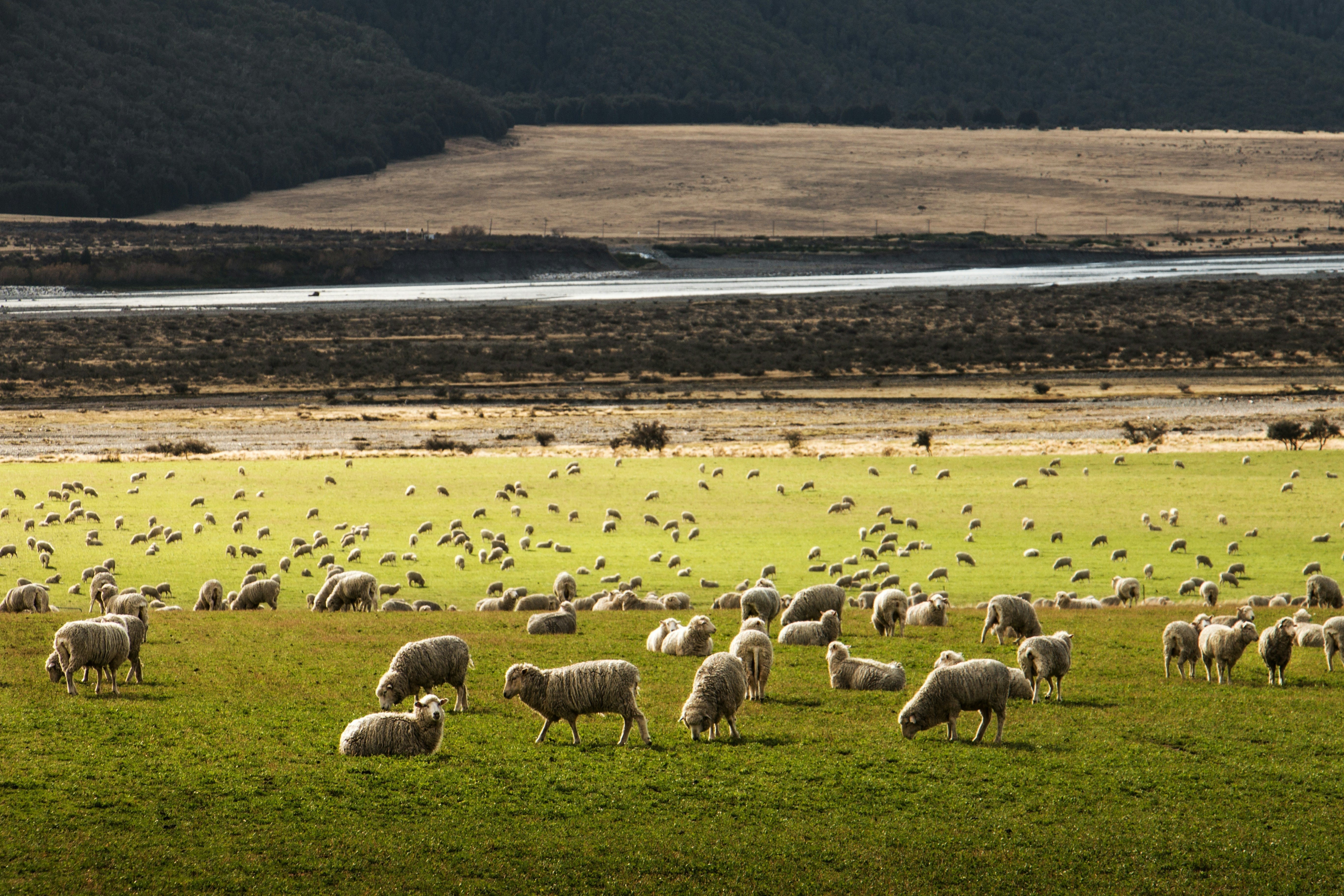 What Makes Salt Marsh Lamb So Special?