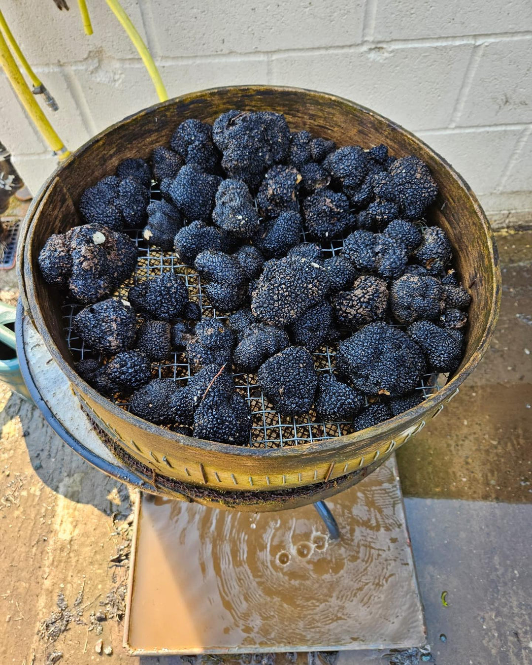 Producer spotlight: Shropshire Truffles