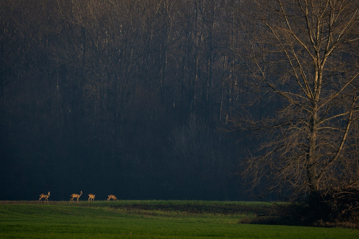 Wild vs Farmed Venison: What’s the difference?