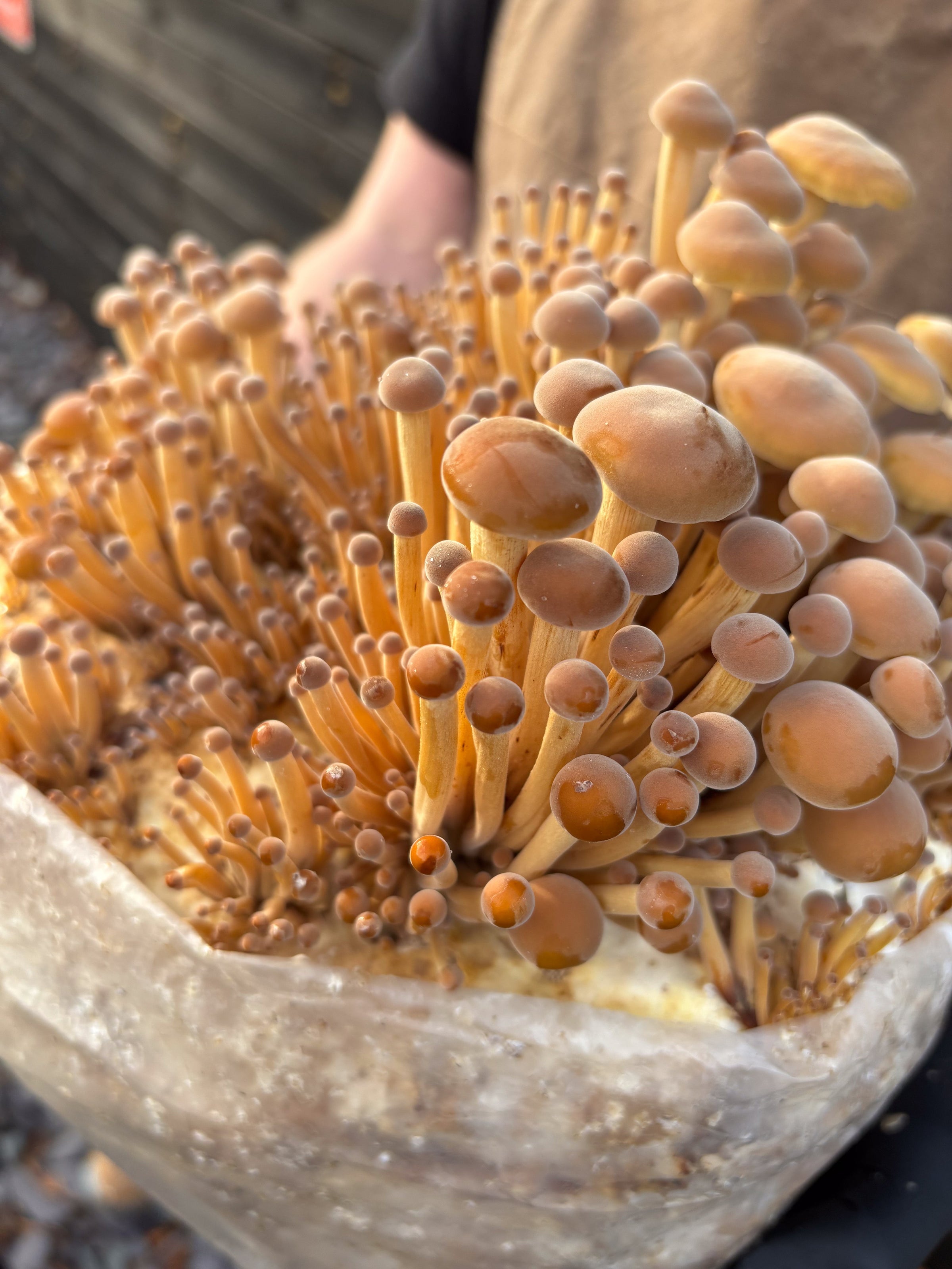 Falfungi