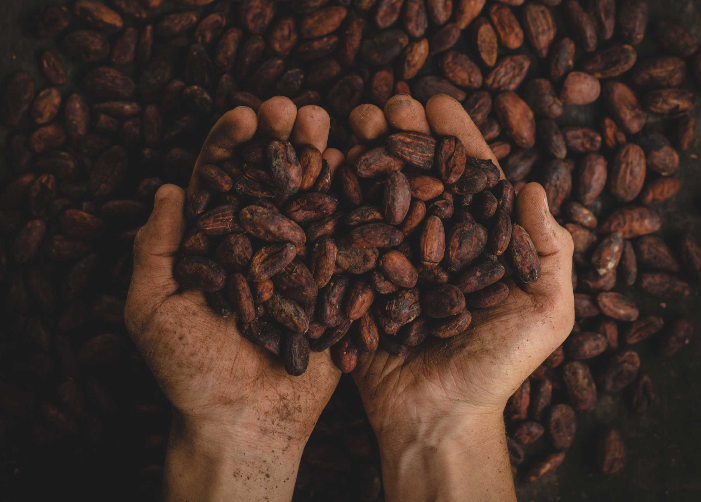 Barbers Cocoa