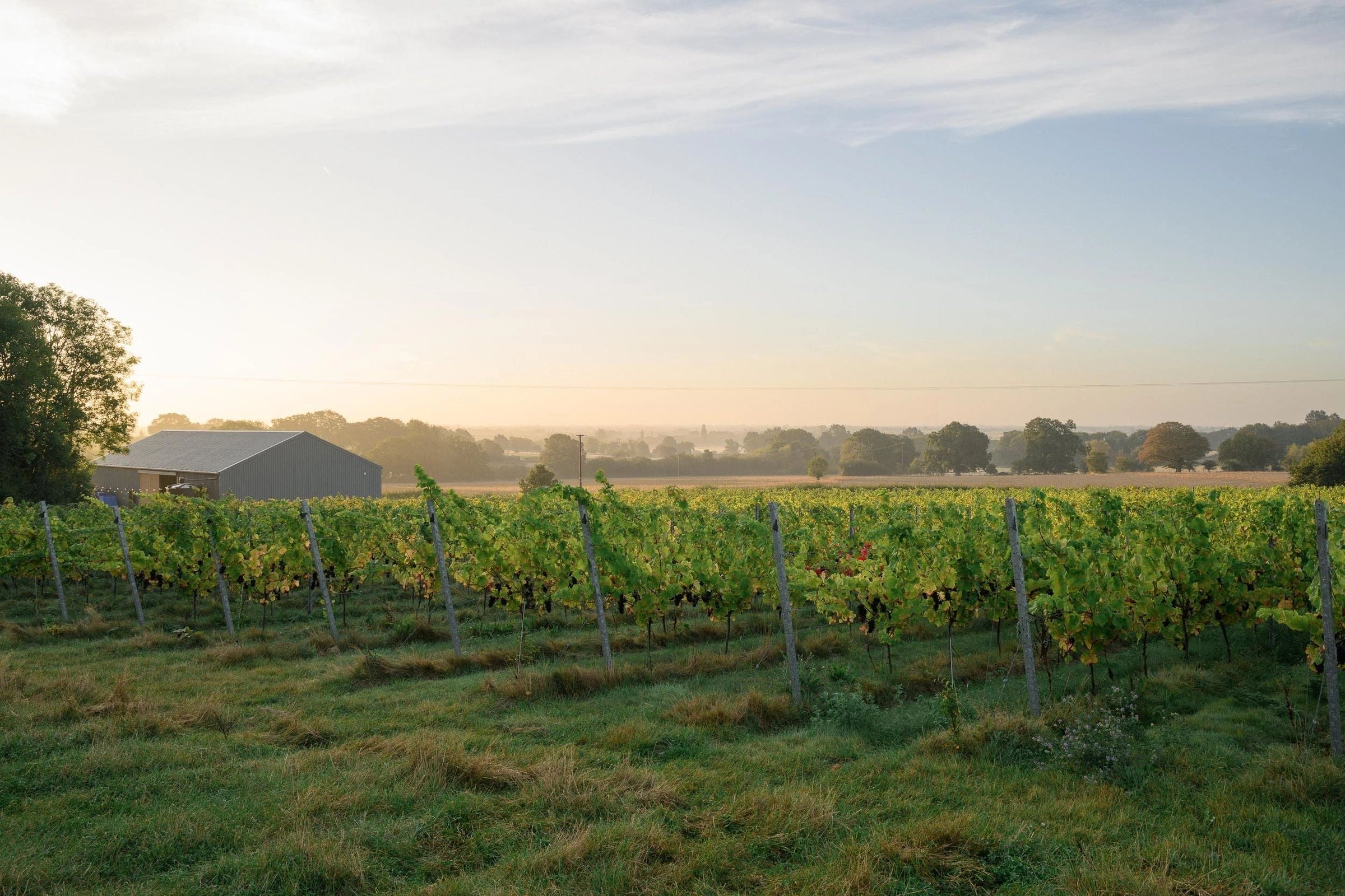 Ham Street Wines
