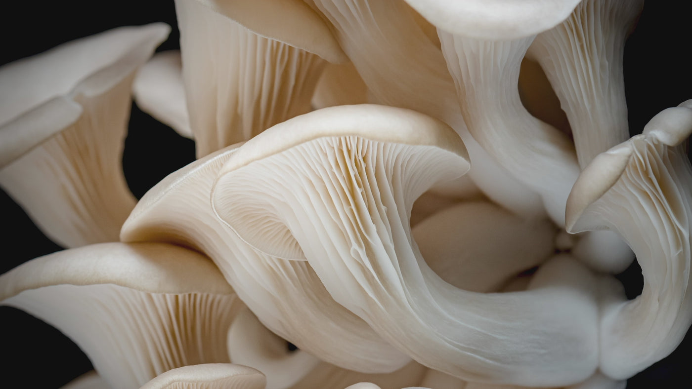Specialty Dried Mushrooms