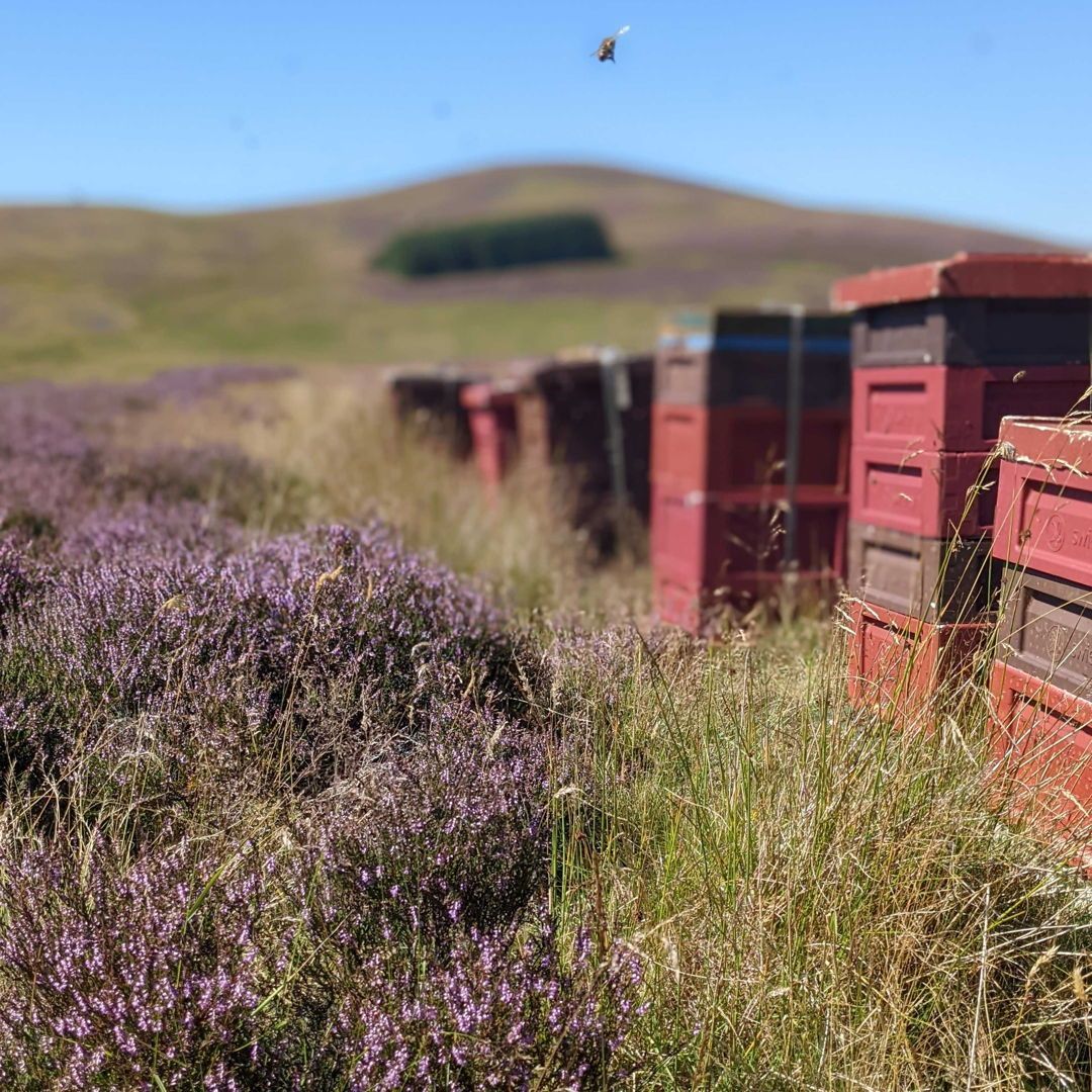 The Scottish Bee Company | Farmfetch