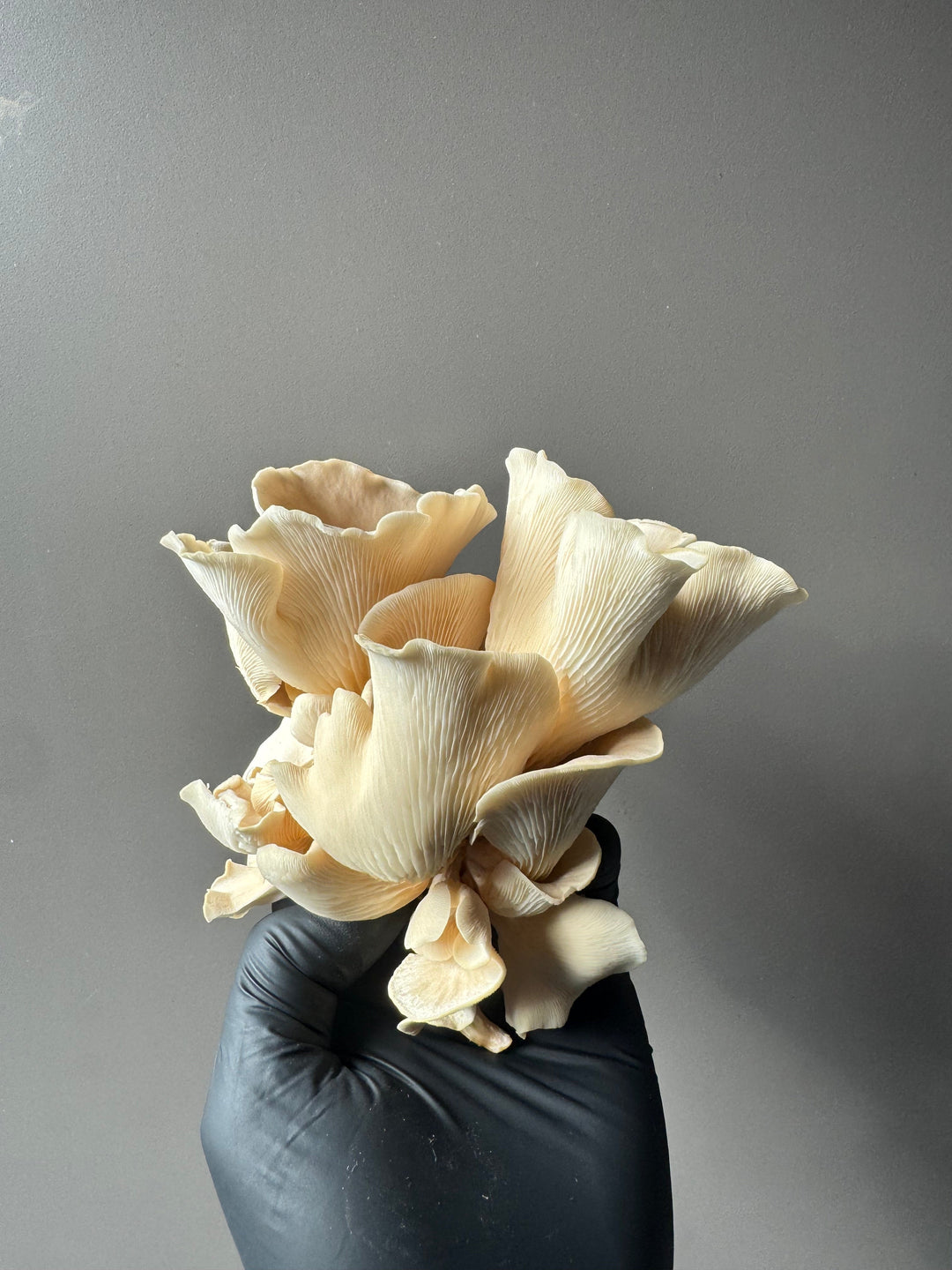 Dried Wild Fungi - Mixed Oyster Mushrooms 30g