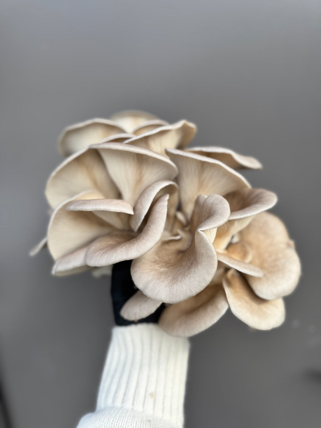 Dried Wild Fungi - Mixed Oyster Mushrooms 30g