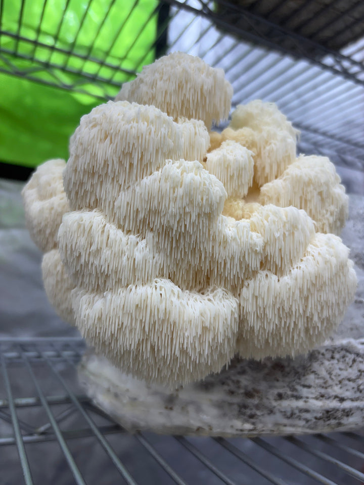 Dried Wild Fungi - Lion's Mane Florets 30g