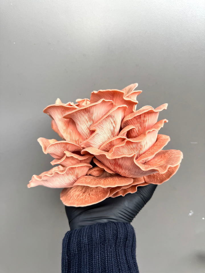 Dried Wild Fungi - Mixed Oyster Mushrooms 30g