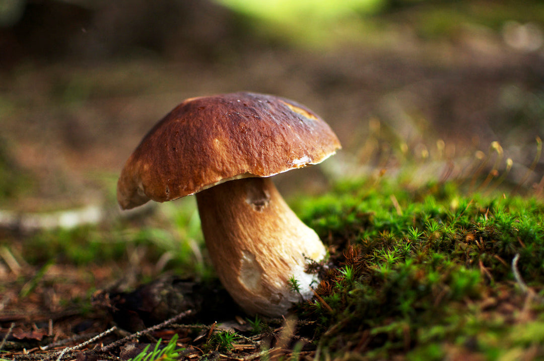 Dried Wild Fungi - Porcini (Ceps) 30g