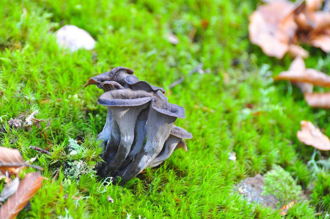 Dried Wild Fungi - Trompettes de la Mort 30g